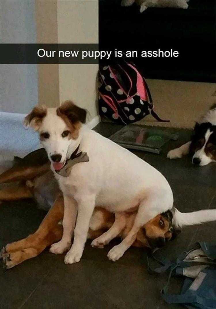 Humourous Pet Pics Dominant New Pet