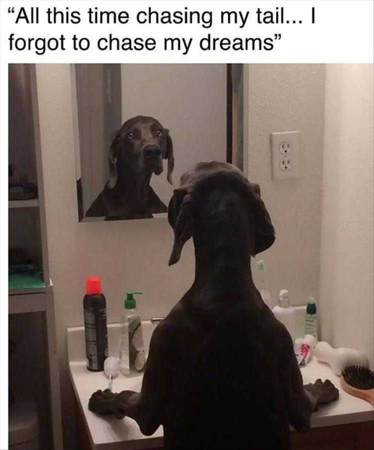 Humorous Animal Pics Motivational Talk
