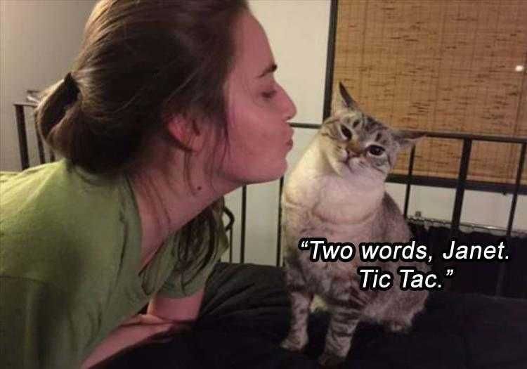 Humourous Cat Pics Breath