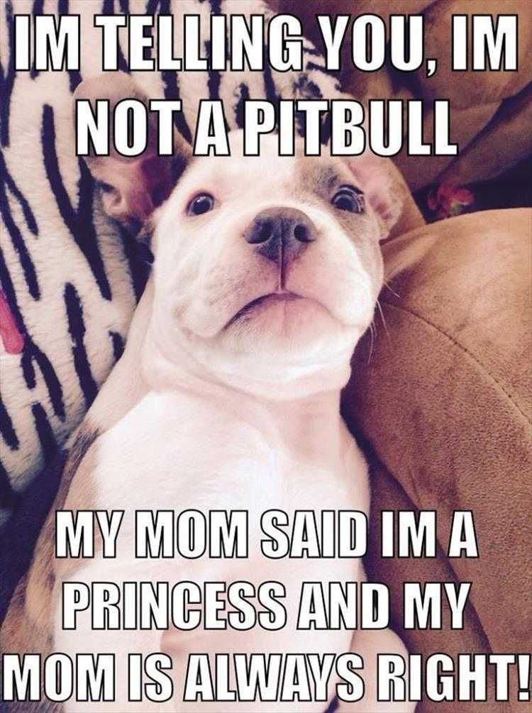 Humorous Animal Pics Princess Pitbull
