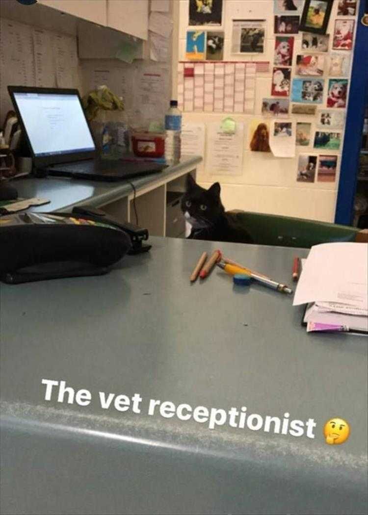 Humorous Animal Pics Vet Receptionist