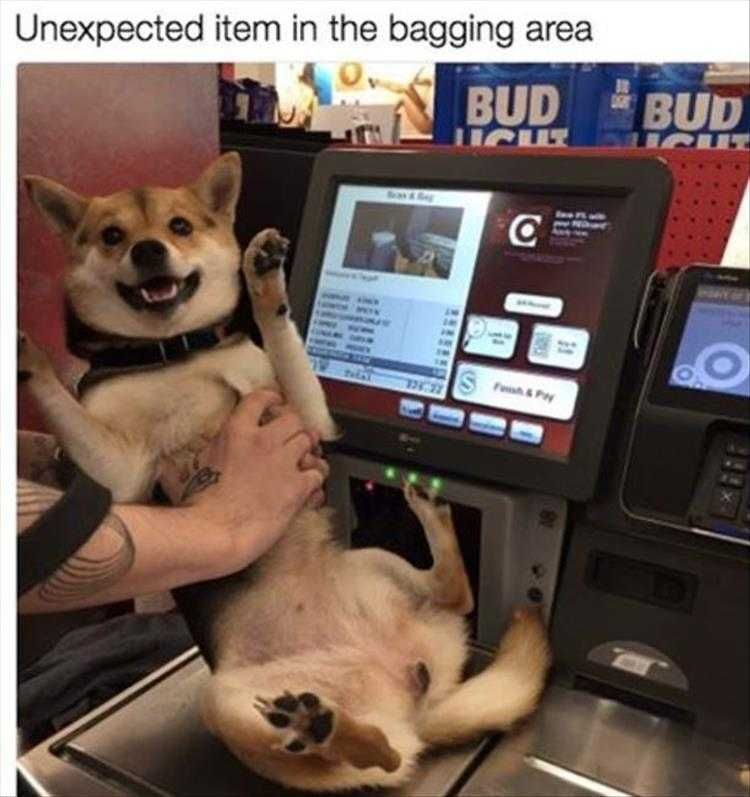 Humourous Dog Pics Scan The Dog