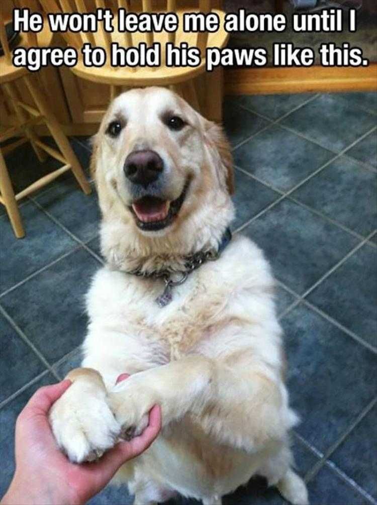 Humourous Dog Pics Give Me Your Hand