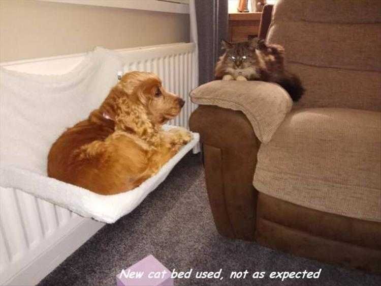 Humourous Cat Pictures Gone To The Dogs