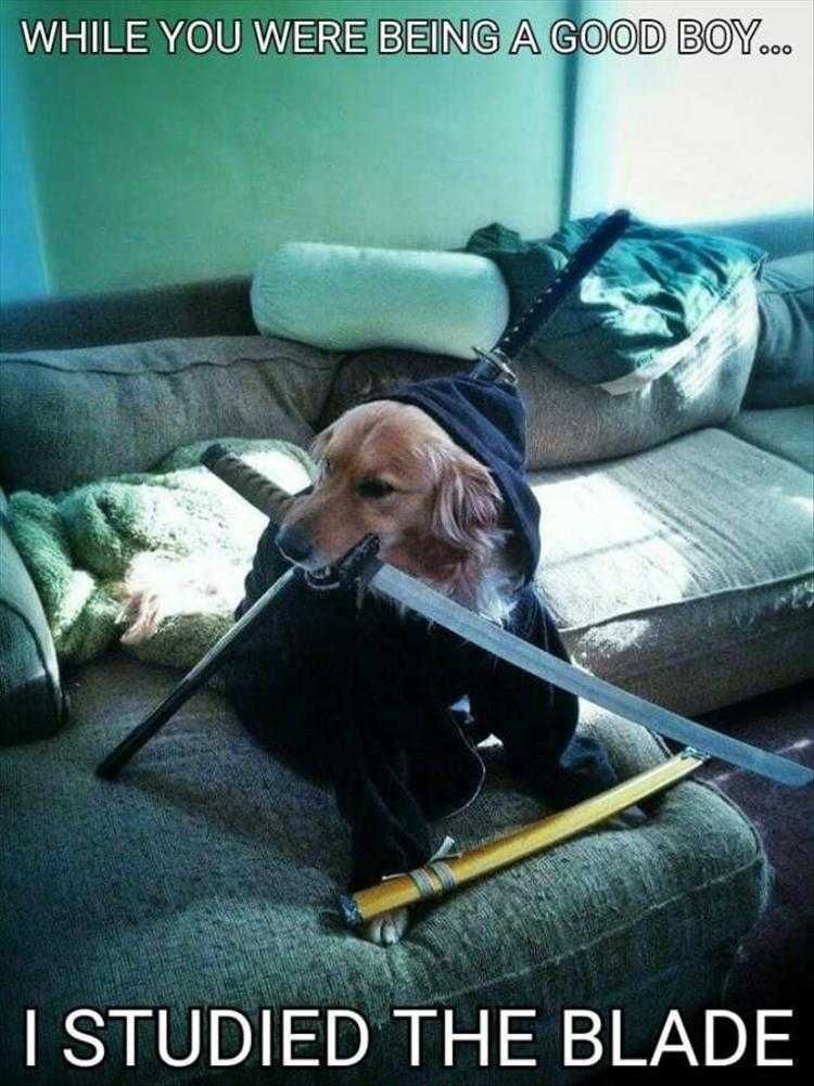 Humourous Cat Pictures Golden Samurai