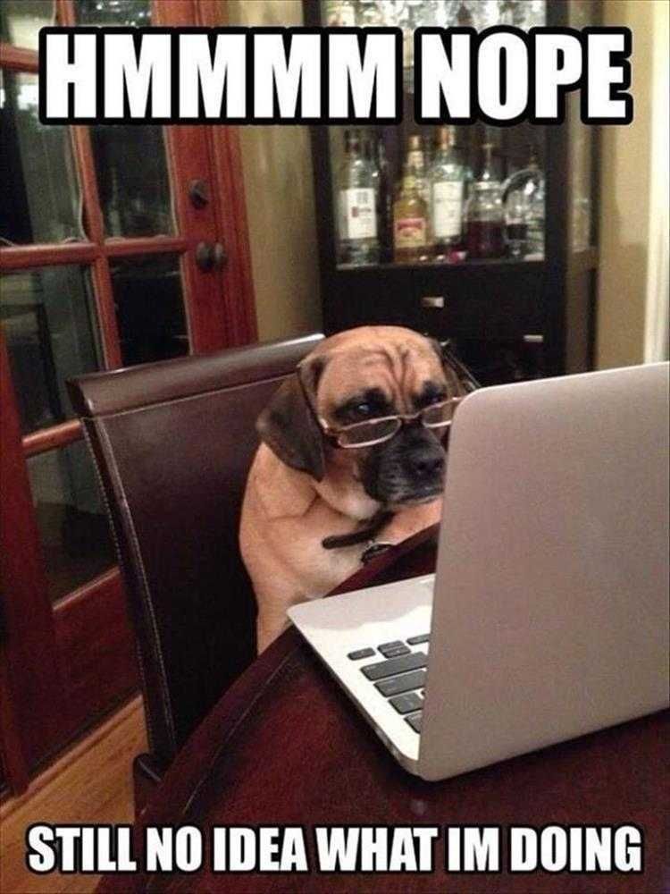 Humourous Dog Pictures No Idea