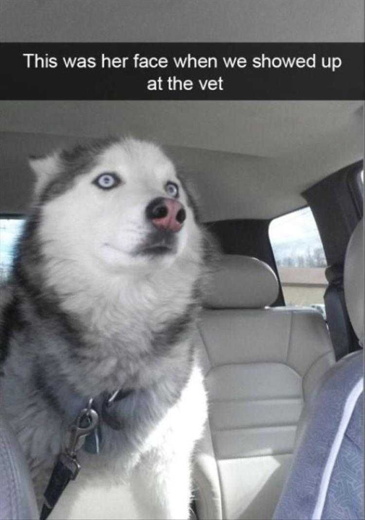 Humourous Dog Pictures Shock