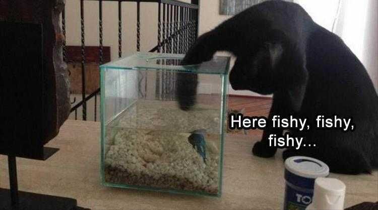 Humourous Cat Pictures Easy Prey