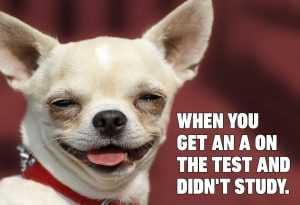 Funny Dog Posters  Easy A