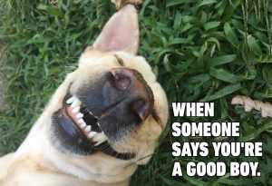 Adorable Dog Pictures  Yep That's Me