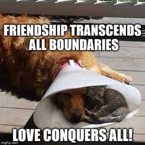 1Ii3Kc Pictures Of Cats And Dogs Getting Along Love