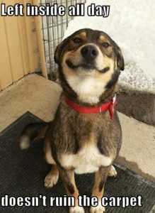 Adorable Dog Pictures  Proud