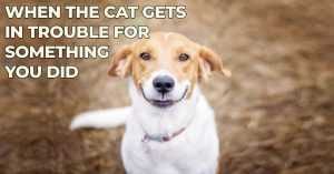 Funny Dog Posters  Framed Cat