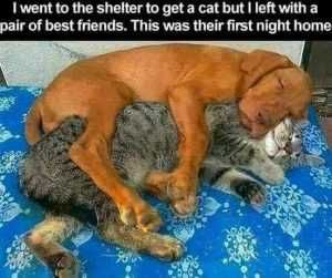 48Cbbc2B6B634E9Ab9Ba2B078350147E Pictures Of Cats And Dogs Getting Along Best Friends