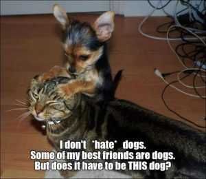 60Bceb777E6061141E2Bd1Bc88Ea5A1E Pictures Of Cats And Dogs Getting Along Best Friends