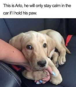 Funny Dog Posters  Paw Holding