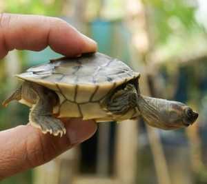 Burmese-Roofed-Turtle-Hatchling-1-Myo-Min-Win-Wcs-Myanmar-Scaled Burmese Roofed Turtle Hatchling 1 Myo Min Win Wcs Myanmar Scaled 1