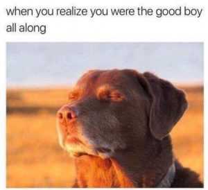 Adorable Dog Pictures  Good Boy Rays