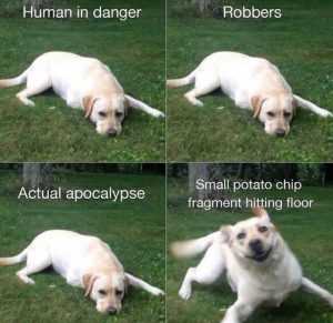 Adorable Dog Pictures  Priorities