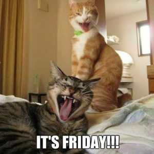 Its-Friday-Cats-Meme-1 Its Friday Cats Meme 1