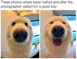 Adorable Dog Pictures  Good Boy