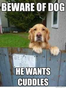 A00E6Cad2F651A5F43A3762955D0Ceda Dog Posters Cuddles