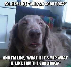 Adorable Dog Pictures  It's Gotta Be Me