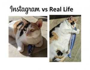 Cat-Instagram-Vs-Real-Life-Oc-402744 Cat Instagram Vs Real Life Oc 402744