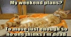 Cat-Memes It's The Weekend Memes Move Just Enough
