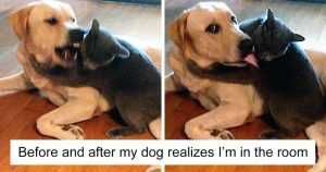Cats-Dogs-Not-Getting-Along-Hate-Living-Together-Fb2__700-Png Pictures Of Cats And Dogs Getting Along Playing Nice