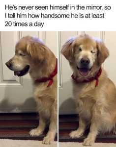 Cute-Wholesome-Dog-Puppy-Memes-222-590823E928B7A__700 Adorable Dog Pictures Total Trust In Owner