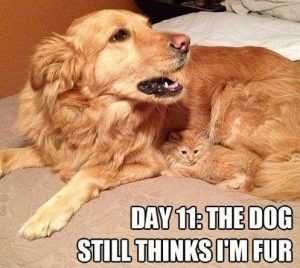 Deea1Fedf21Ee36C058Eb33E12D56B99 Pictures Of Cats And Dogs Getting Along Furmouflage