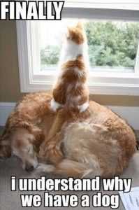 Dog-And-Cat-Memes-2 Pictures Of Cats And Dogs Getting Along Enlightenment