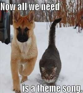 Dog-And-Cat-Memes-28 Pictures Of Cats And Dogs Getting Along Theme Song
