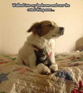 Dog-And-Cat-Memes-48 Pictures Of Cats And Dogs Getting Along Cuteness