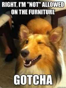 Dog Posters  No Dogs On Furniture 