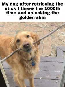 Adorable Dog Pictures  Do It Again