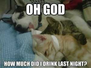 Oh-God-Dog-And-Cat-Memes Pictures Of Cats And Dogs Getting Along Drunken Regrets