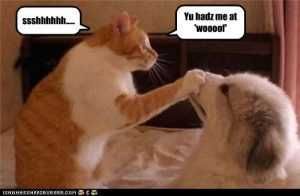 Silly-Goggie Pictures Of Cats And Dogs Getting Along Shhh