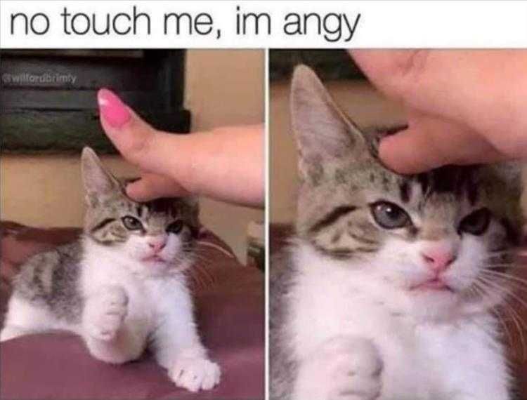Animals Being Funny Pics Don'T Touch