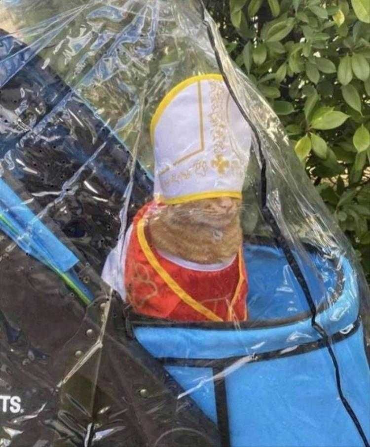 Animals Being Funny Pics Pope Kitty