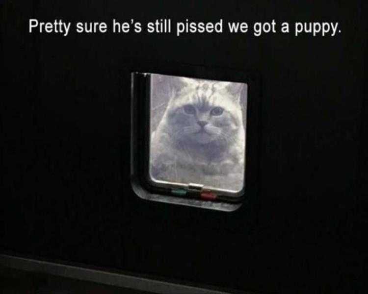 Animals Being Funny Pics Pissed