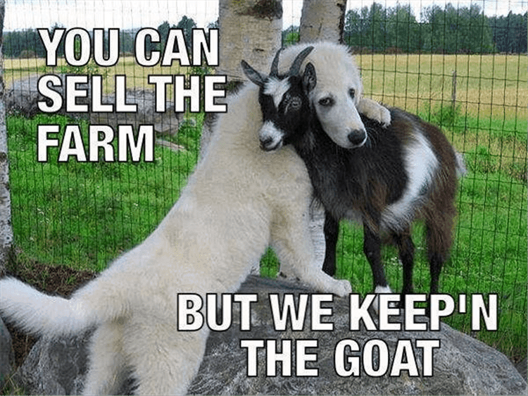 Animals Being Funny Pics Keeping The Goat