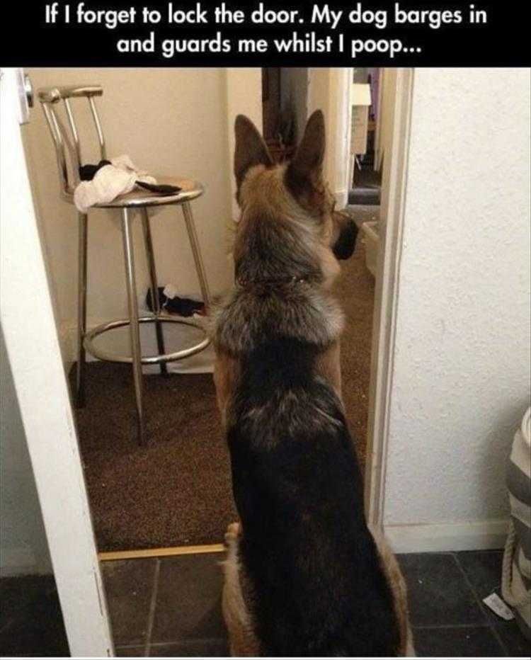 Animals Being Funny Pics Poop Patrol