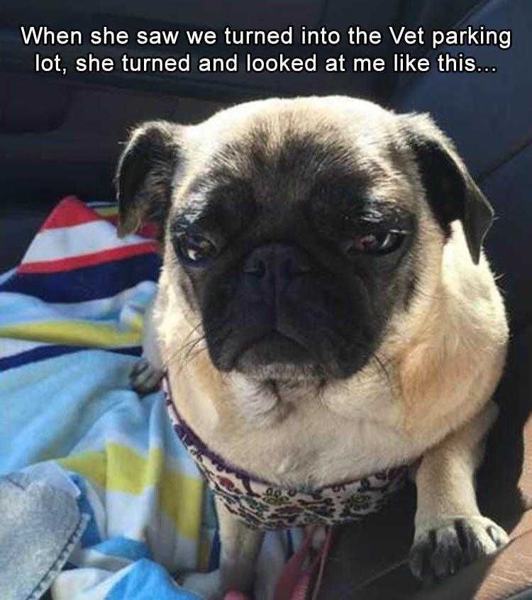 Animals Being Funny Pics Sad Face Emoji