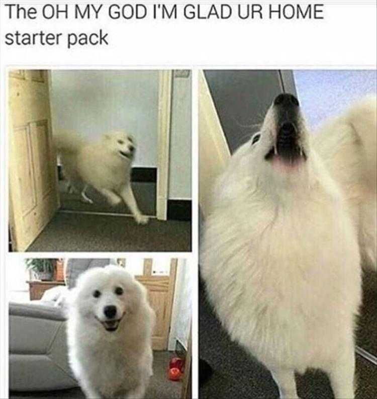 Animals Being Funny Pics Glad You'Re Home!