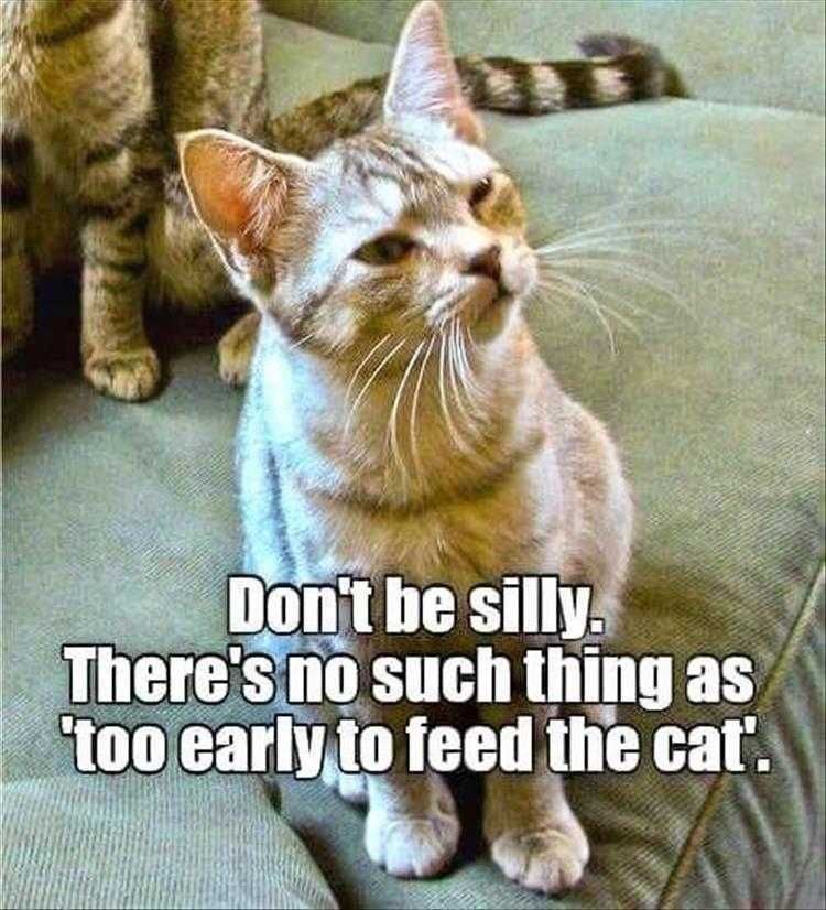 Animals Being Funny Pics Too Early To Feed A Cat