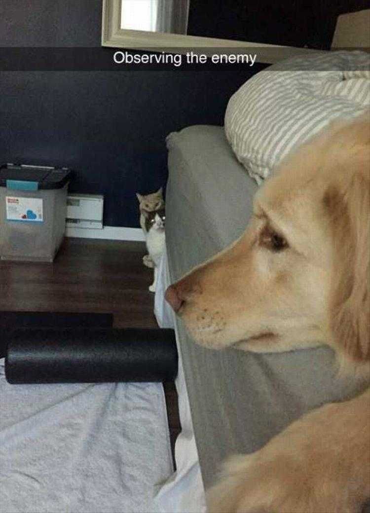Animals Being Funny Pics Watching Close