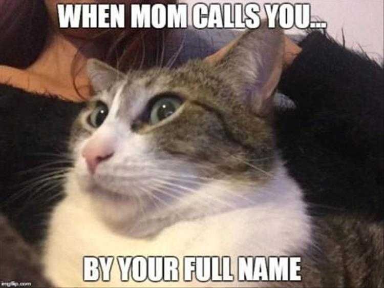 Hilarious Animal Images Full Name