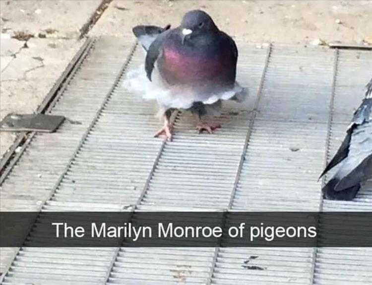 Top 24 Funny Animal Memes Of The Day_603669Dd4A9A6.Jpeg Animals Being Funny Pics Every Species Has Pretty And Ugly